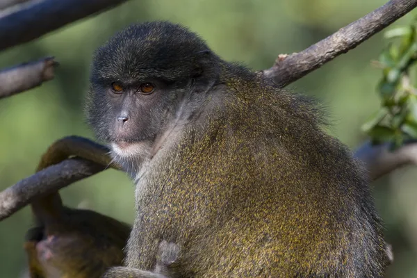Scimmia paludosa di Allen (femmina) che si alimenta su un albero — Foto Stock