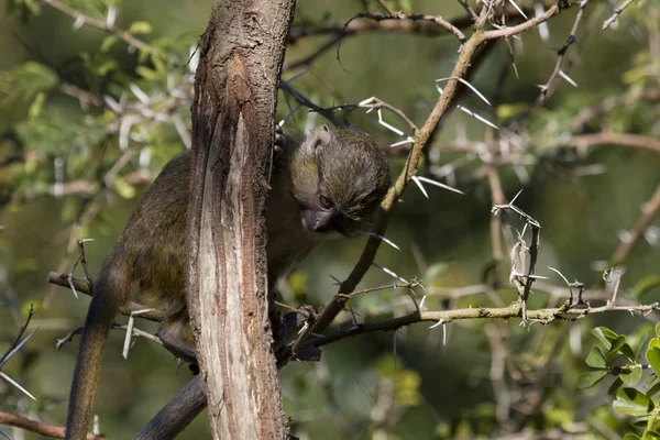 Scimmia paludosa di Allen (bambino) che si alimenta su un albero — Foto Stock