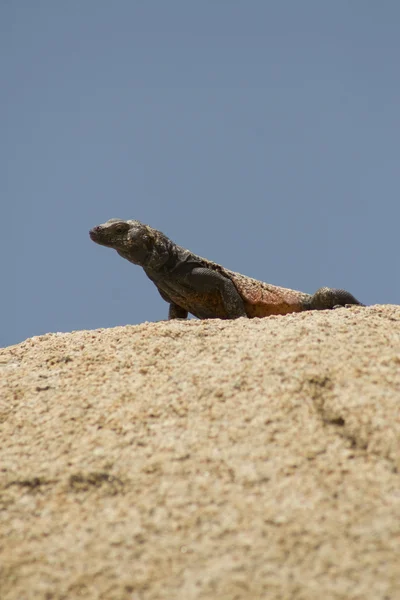 A Male Common Chuckwalla basking in the sun in Joshua Tree National Park — Stock Photo, Image