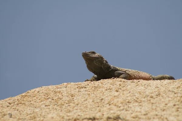 En manlig gemensamma chuckwalla försvara sin territrory i joshua tree national park — Stockfoto