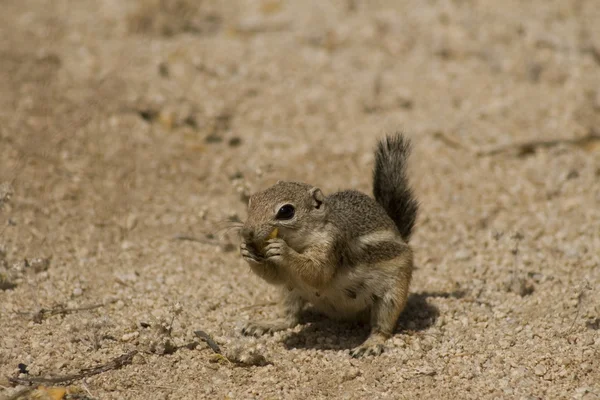 백색 꼬리가 달린 영양 다람쥐 먹는 꽃에 조슈아 트리 국립 공원 — 스톡 사진
