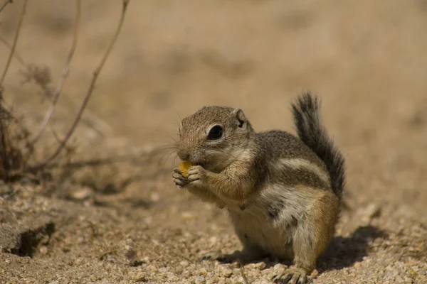 White-tailed Antelope Squirrel eating flowers in Joshua Tree National Park — Stock Photo, Image