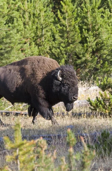 American Bison portrait taken in Yelowstone National Park — Stock Photo, Image