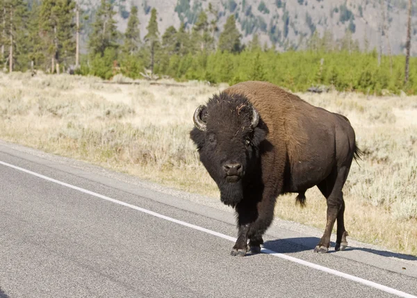 Американский бизон пересекает дорогу в Йелоустонском национальном парке — стоковое фото