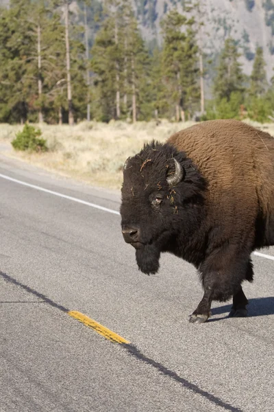 Bisonte americano cruzando la calle en el Parque Nacional Yelowstone — Foto de Stock