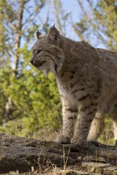 Adult Bobcat looks out for prey — Stock Photo, Image