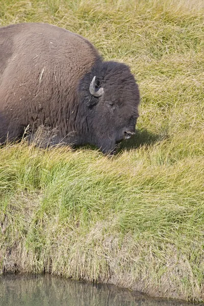Bison d'Amérique broutant les prairies du parc national Yellowstone (sépia ) — Photo