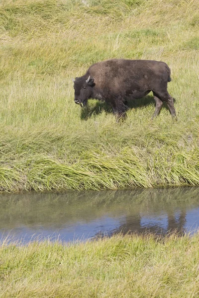 Junges amerikanisches Bisonkalb weidet auf den Wiesen des Yellowstone Nationalparks — Stockfoto