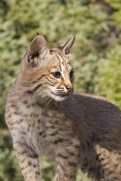 Genç bobcat kayalık bir çıkıntıya oturuyor — Stok fotoğraf