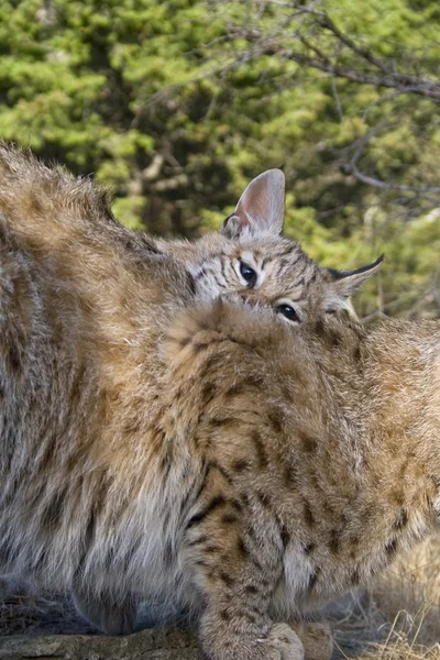 Kitten Bobcat nuzzles up with his mom for attention — Stock Photo, Image