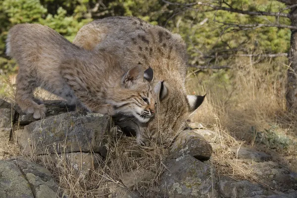 Kitten bobcat bokkensprongen omhoog met zijn moeder voor wat te eten — Stockfoto