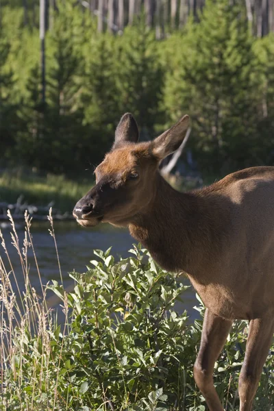 Pâturage de wapitis femelles dans les bois du parc national Yellowstone — Photo