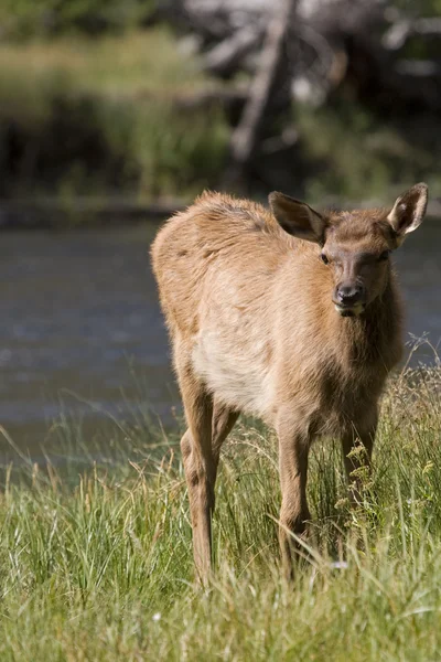 Un jeune wapiti broute dans une prairie près d'une rivière dans le parc national Yellowstone — Photo