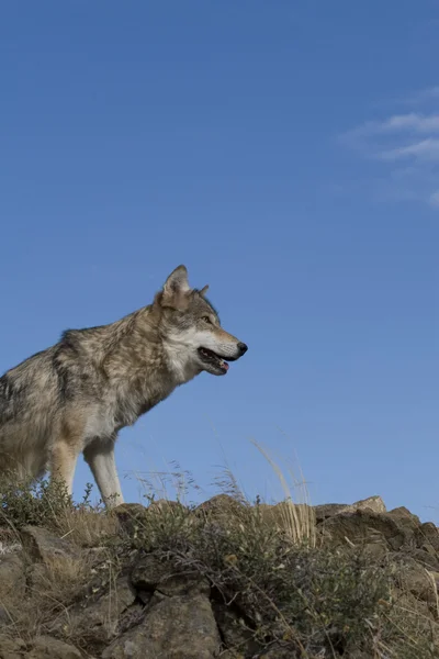 Een grijze wolf zit ontop van een rotsachtige heuvel om een betere kijk — Stockfoto