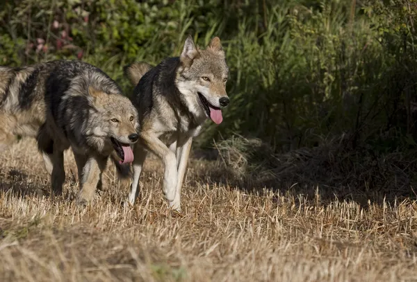 Dois lobos cinzentos correndo juntos em um prado — Fotografia de Stock