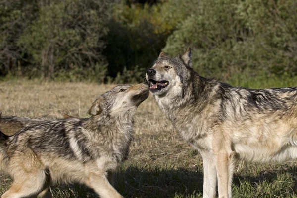 Young Gray Wolf diplays affection for the older adult wolf in the pack — Stock Photo, Image