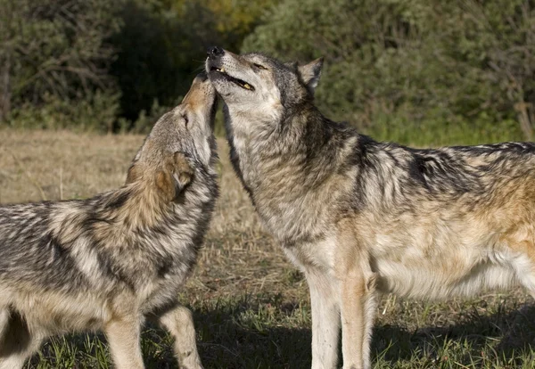 Young Gray Wolf diplays affection for the older adult wolf in the pack — Stock Photo, Image