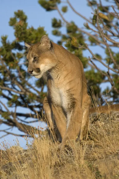 Something Catches This Cougar's Eye — Stock Photo, Image