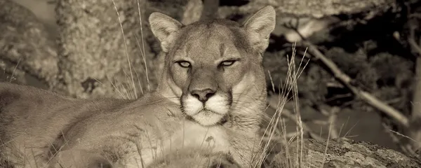 Bliska wyrażenie lew górski w spoczynku (sepia) — Zdjęcie stockowe