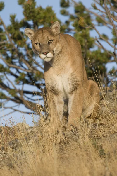 Noe fanger Cougars øye. – stockfoto