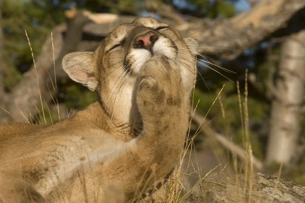 Um Cougar se arrumando sob uma árvore — Fotografia de Stock