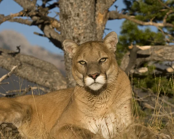 Fechar Expressão de um Leão de Montanha em Descanso — Fotografia de Stock