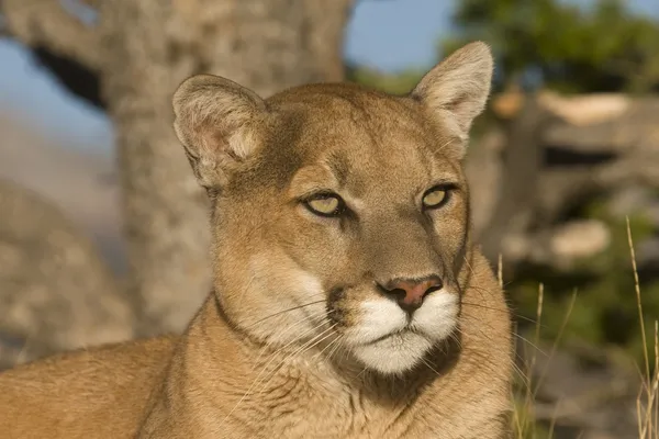 Close up Expression of a Mountain Lion at Rest — Stock Photo, Image