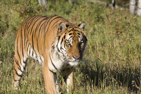 Un tigre sibérien marche dans une prairie forestière — Photo