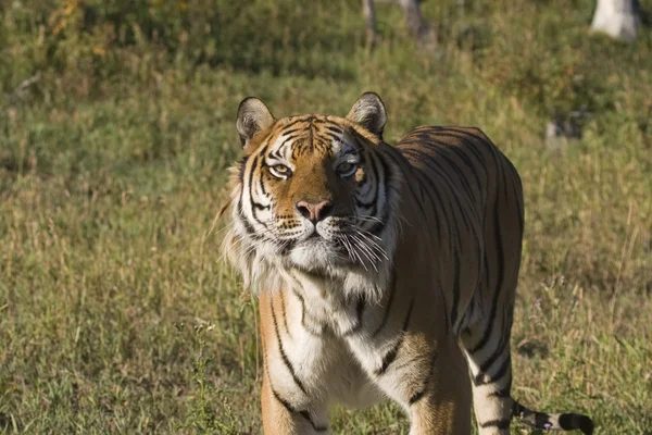 A Siberian Tiger Looking Right At You — Stock Photo, Image