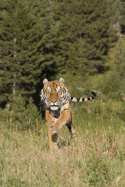 A Siberian Tiger Running in the Woods — Stock Photo, Image