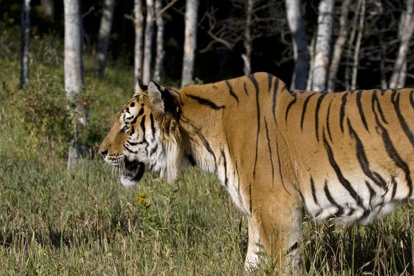 A Siberian Tiger Senses Something Nearby — Stock Photo, Image