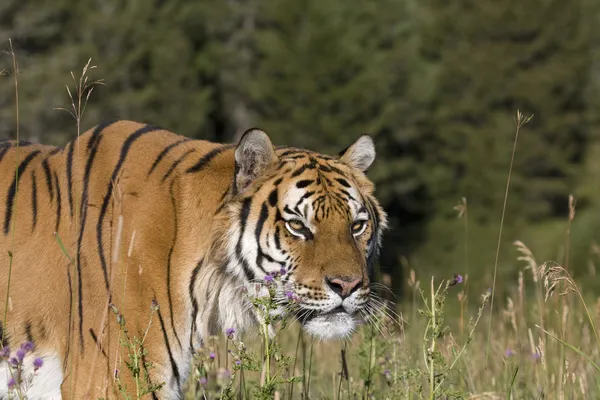 Una tigre siberiana sente qualcosa nelle vicinanze — Foto Stock