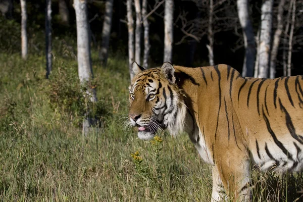Un tigre sibérien sent quelque chose à proximité — Photo