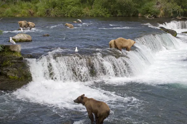 Grizzlybären fischen im Katmai Nationalpark in Alaska nach Lachsen lizenzfreie Stockfotos