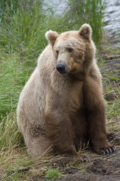 알래스카에서 카트마이 국립 공원에 있는 갈색 곰 로열티 프리 스톡 사진