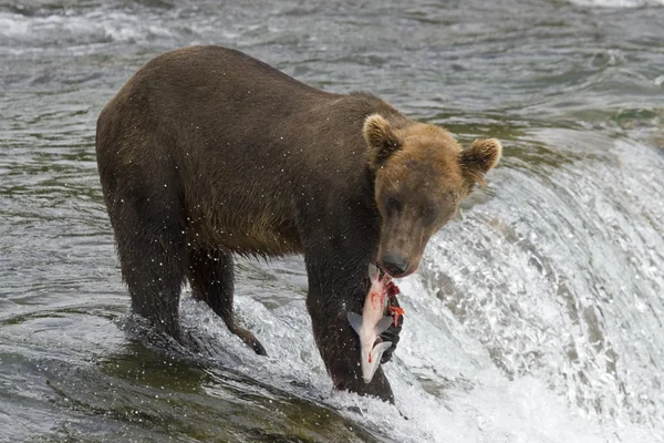 Brunbjörn med färska fångst av lax i katmai nationalpark i alaska Stockfoto