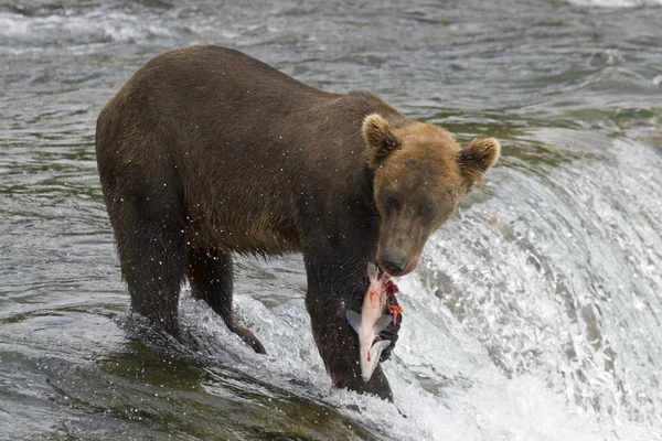 Bruine beer met een verse vangst van zalm in katmai national park in alaska Stockfoto