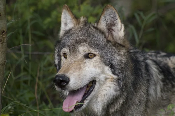 Close Up of a Gray Wolf in the woodlands Royalty Free Stock Images