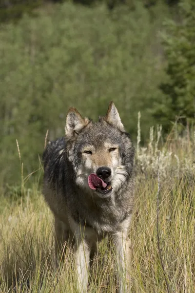 Un lupo grigio americano si ferma a leccarsi le labbra Foto Stock Royalty Free