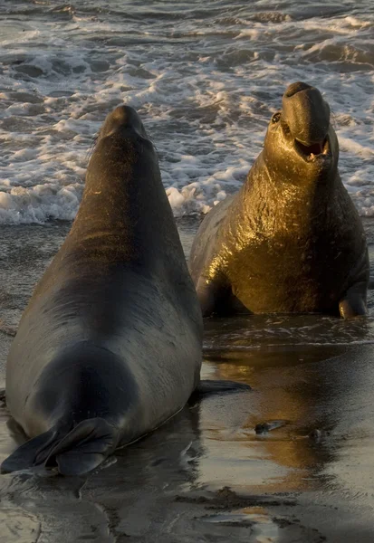 피에 드 라스 블랑 해변 샌 시메온에서에서 싸우는 남성 코끼리 물개 스톡 이미지