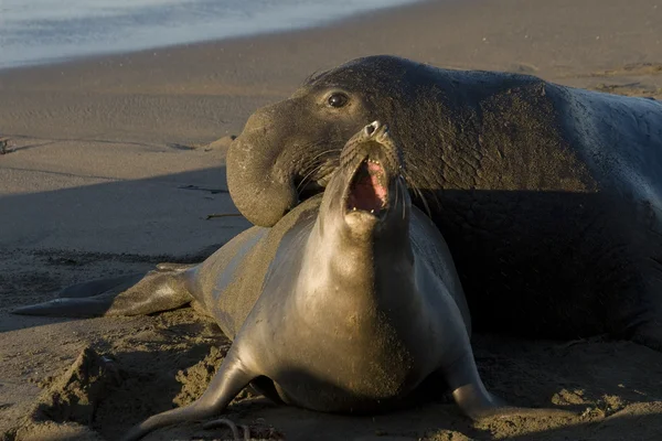 Elephant Seals mating on Piedras Blancas Beach in San Simeon Stock Photo