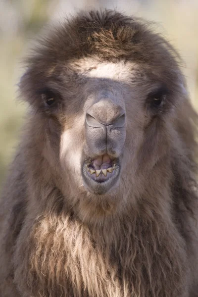 Baktrisches Kamel (Nahaufnahme) Porträt Stockbild