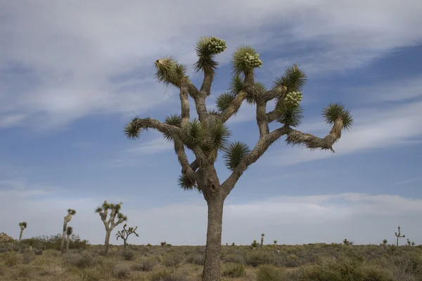 Un tipico albero di Joshua in fiore nel parco nazionale di Joshua Tree (con cieli blu lunatici ) Immagine Stock