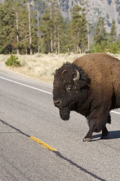 Bisonte americano cruzando la calle en el Parque Nacional Yelowstone Fotos de stock libres de derechos