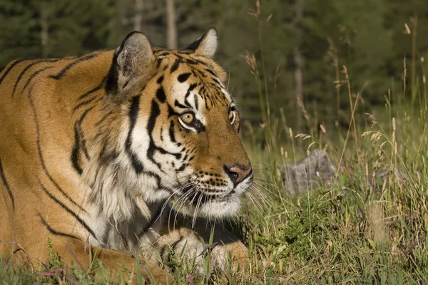 Un primer plano del tigre siberiano Imagen de archivo