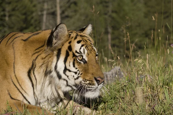 Ein sibirischer Tiger aus nächster Nähe lizenzfreie Stockbilder