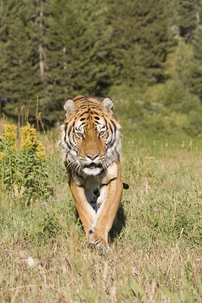 Ein sibirischer Tiger auf einer bewaldeten Wiese Stockbild