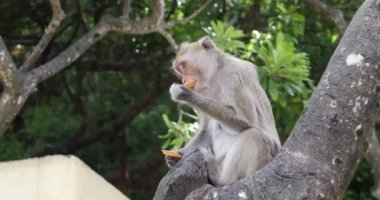 Küçük bir maymun bir ağaçta oturuyor ve yiyor, bir ormanın ve palmiye ağaçlarının arka planına bakıyor.