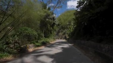 Filipinler'de palmiye ağacı ormanı. wanderlust tropikal seyahatler hakkında kavram