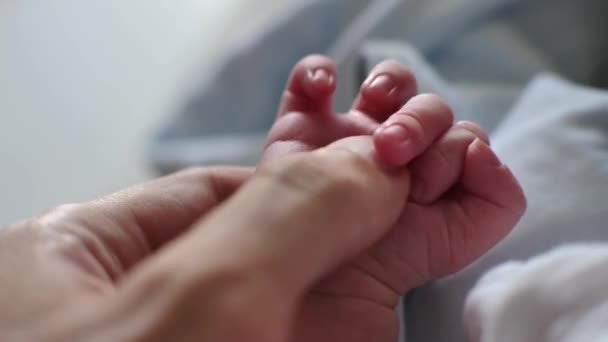 Baby nyfödd håll klämma vuxen finger far hand spädbarn — Stockvideo